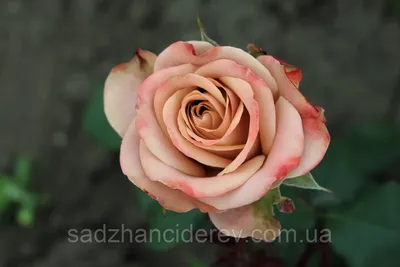 Фотка розы капучино с возможностью выбора размера (jpg)