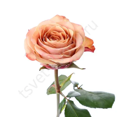 Фото розы капучино в формате webp с высоким разрешением
