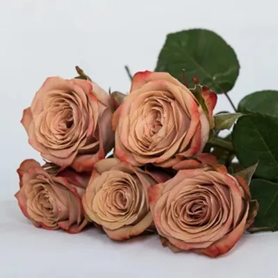 Великолепное изображение розы капучино в jpg