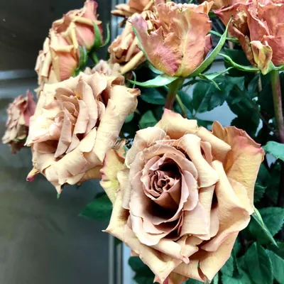 Роза капучино на фото в формате png