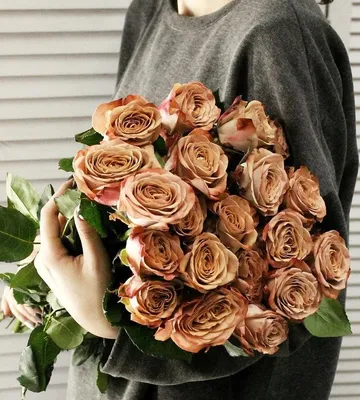 Потрясающая фотография розы капучино для загрузки (webp)
