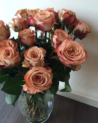 Изысканный снимок розы капучино для загрузки (webp)