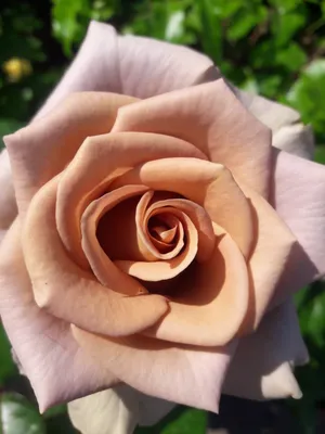 Фотография розы капучино с настраиваемым размером (jpg)