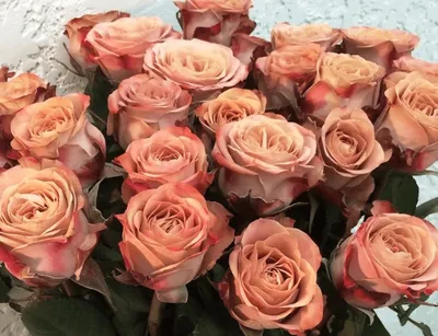 Красивая роза капучино для скачивания (jpg)