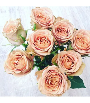 Фотка розы капучино с возможностью скачивания в webp