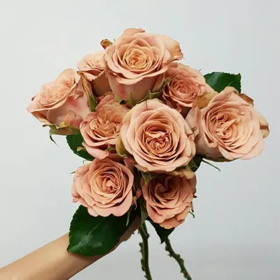 Красивое фото розы капучино в формате png