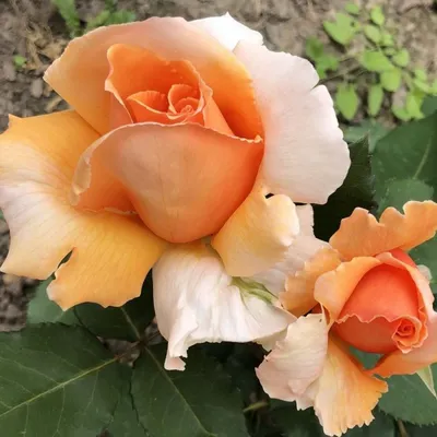 Роза капучино - потрясающая картинка (png) 