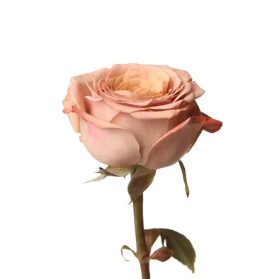 Уникальная фотография розы капучино (png)