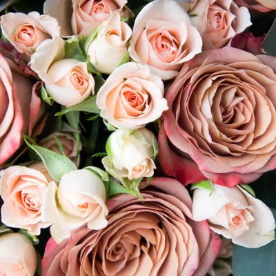 Великолепное изображение розы капучино в формате jpg