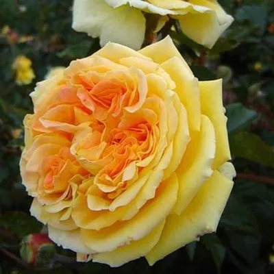 Роза капучино на красивой фотографии (png)