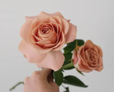 Роза капучино - изысканное изображение для загрузки