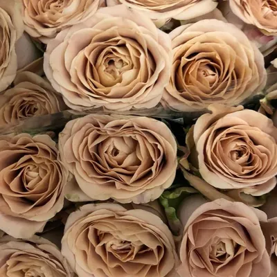 Фотография розы капучино в формате jpg