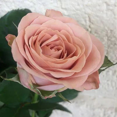 Удивительная картинка розы капучино (png)