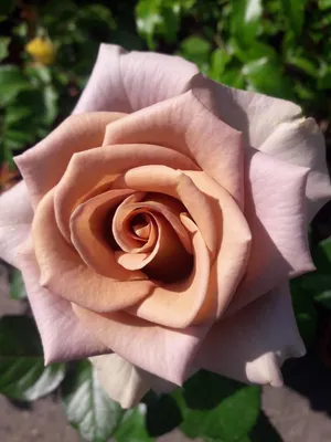 Изображение розы капучино для скачивания в webp