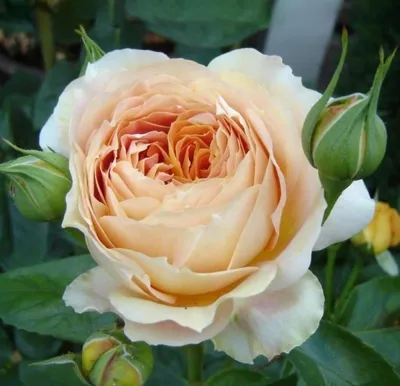 Фото розы карамель в формате jpg для скачивания