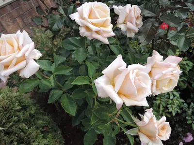 Фотография розы карамель для личного использования