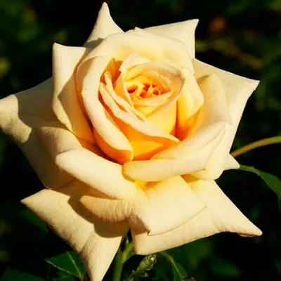 Изображение розы карамель на белом фоне
