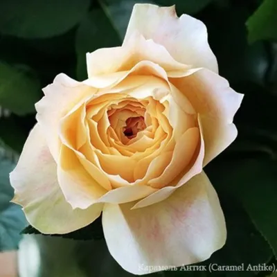 Фото розы карамель с эффектом размытия