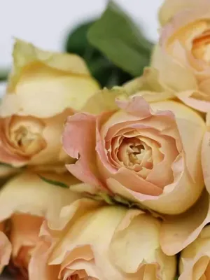 Фотка розы карамель с атмосферным освещением