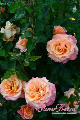 Картинка розы карамель в романтическом стиле
