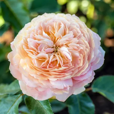 Изображение розы карамель в винтажном стиле