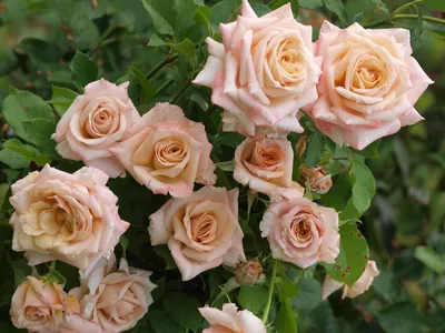 Фотография розы карамель с яркими красками
