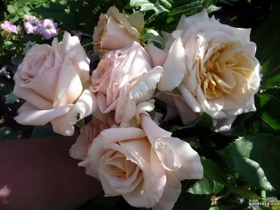 Фото розы карамель с нежными оттенками