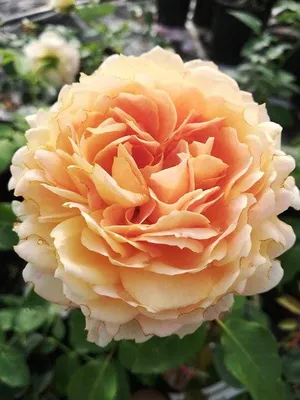 Фото розы карамель с пастельными цветами