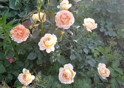 Фотография розы карамель в пышных бутонах