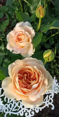 Изображение розы карамель в png формате
