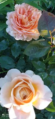 Изображение розы карамель в розовых тонах