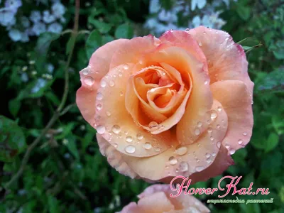 Картинка розы карамель с кисточками дождя