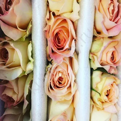 Изображение розы карамель с эффектом зеркального отражения
