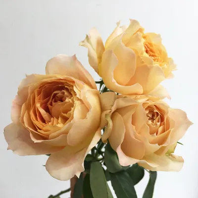Фотка розы карамель с эффектом сепии