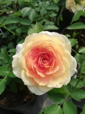 Изображение розы карамель в сочетании с другими цветами