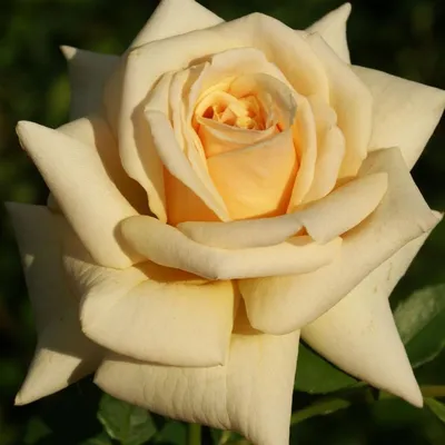 Фото розы карамель на фоне заката