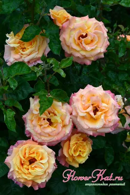 Фотография розы карамель в webp формате