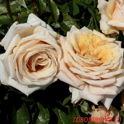 Картинка розы карамель в высоком разрешении
