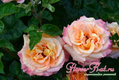 Изображение розы карамель в hd качестве