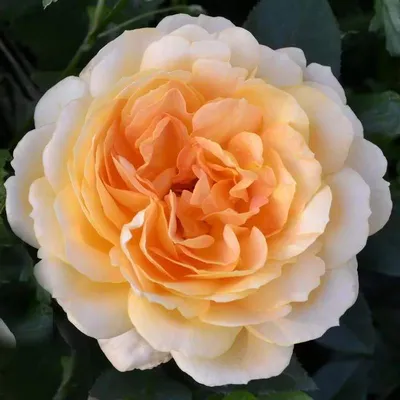 Картинка розы карамель для бесплатной загрузки