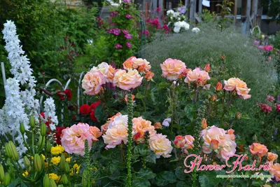 Роза карамелла в формате jpg: фотография высокого качества
