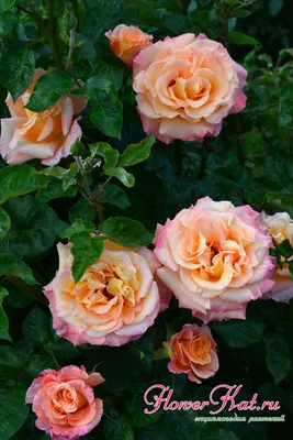 Впечатляющая Роза карамелла: загрузите фото удивительной красоты