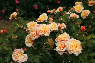 Роза карамелла: картина, погружающая в атмосферу элегантности