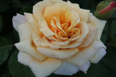 Роза карамелла: отличная фотография для использования в дизайне