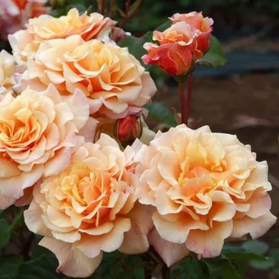 Роза карамелла: фото высокого разрешения в png формате