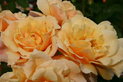 Роза карамелла: удивительное фото с детализацией пелюсток