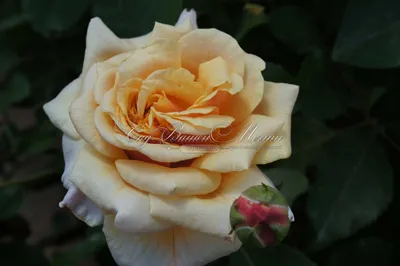 Уникальная Роза карамелла: картинка для вдохновения