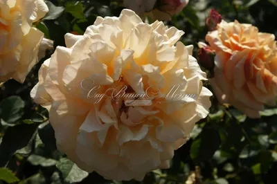 Роза карамелла: картина, олицетворяющая нежность