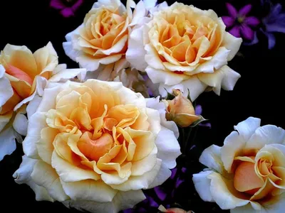 Пленительная Роза карамелла: фотография, достойная восхищения