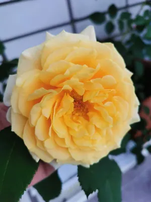 Роза карамелла: оптимальные размеры для загрузки